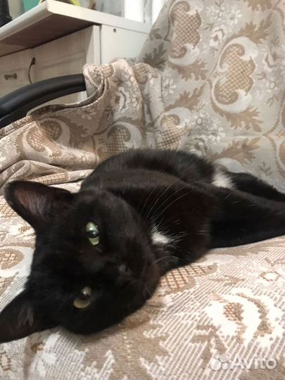 Подросток кошечка