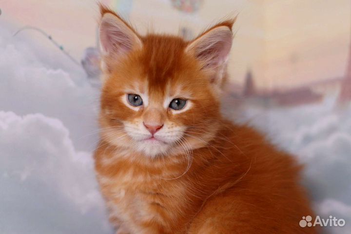 Мейн-кун супер шикарный котенок, питомник