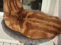 Шотландский рыжый мраморный вислоухий кот на вязку