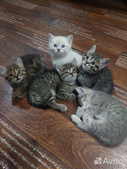 Котята в добрые руки даром девочка