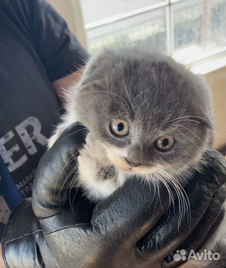 Шотландская вислоухая кошка