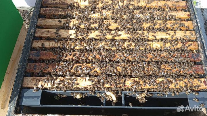 Пчелы отводки дадан и рут