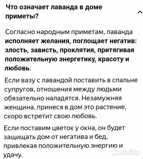 Лаванда комнатная