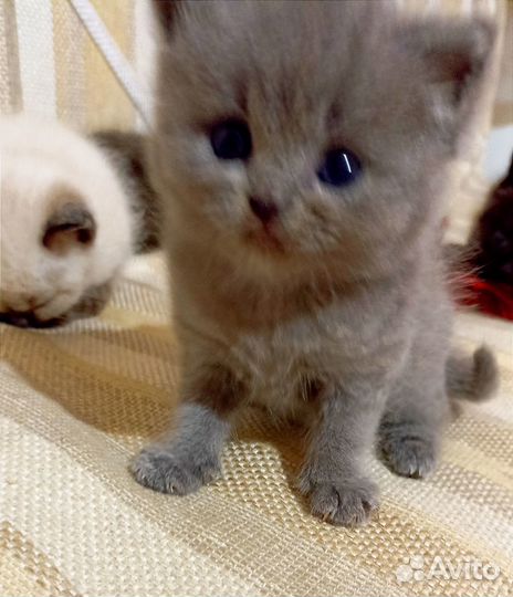 Котенок - кошка британская