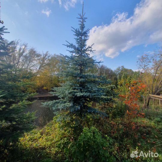 Ель голубая