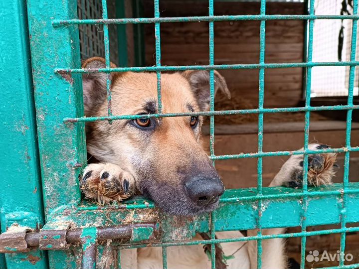 Собака в добрые руки