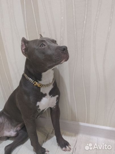 Американский стаффордширский терьер вязка