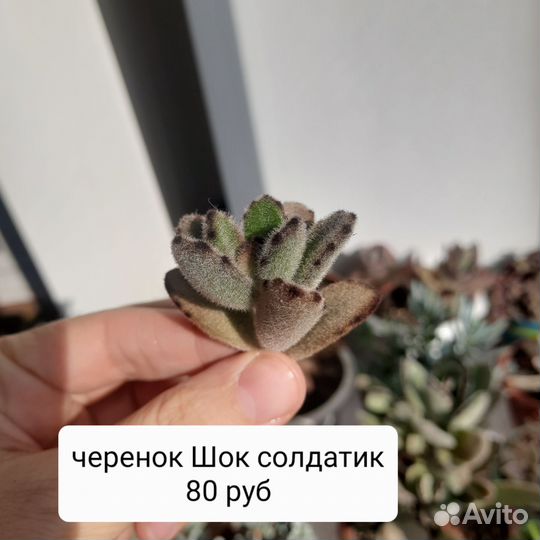 Каланхоэ суккуленты