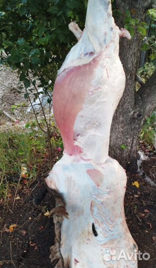 Продаётся мясо баранины, свинины, козы