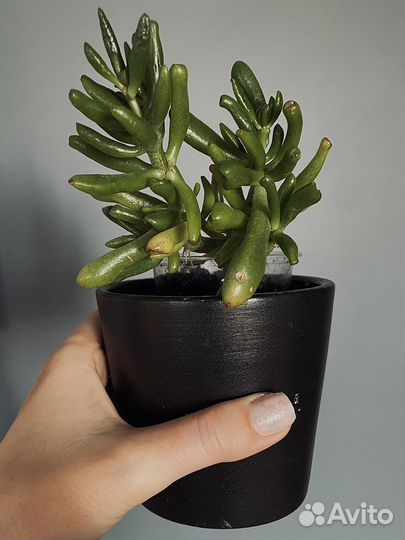 Крассула хоббит