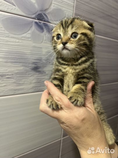 Шотландская