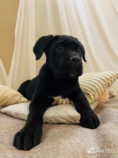 Щенок мальчик Кане Корсо