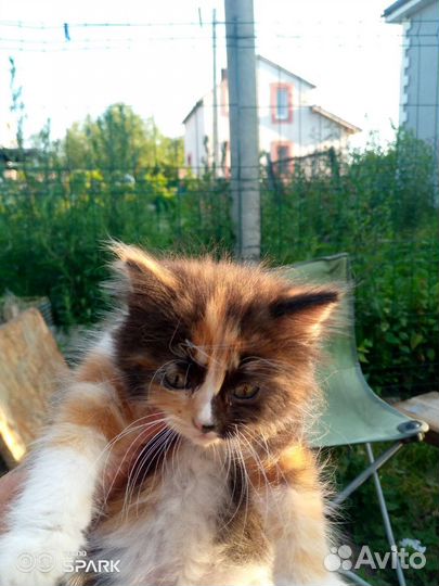 Кошка в дар