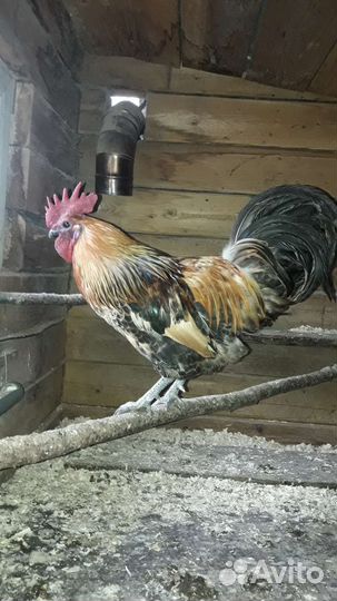 Петушек Лакендази