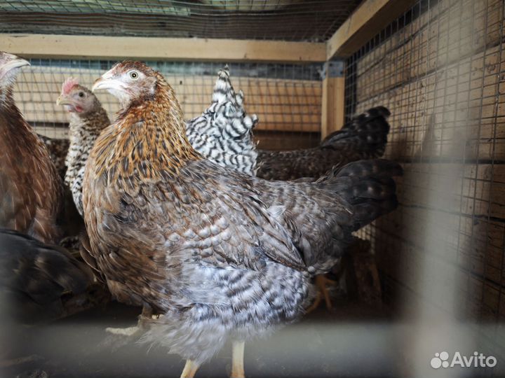 Куры цыплята
