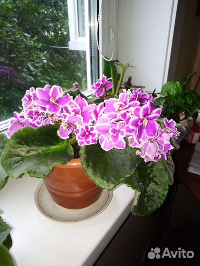 Фиалки разные