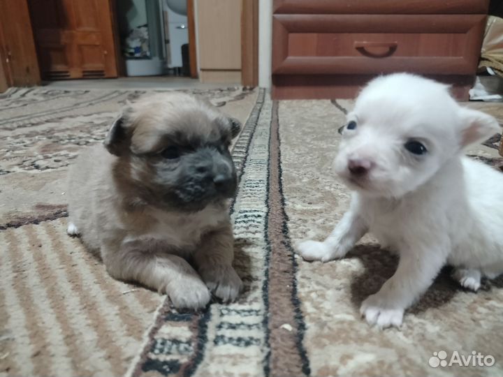 Щенки чихуахуа