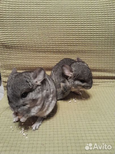 Шиншиллы стандарт