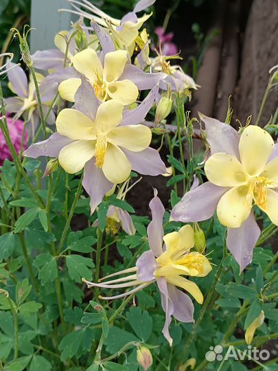 Аквилегия гибридная