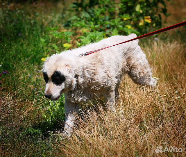 Алабай в дар