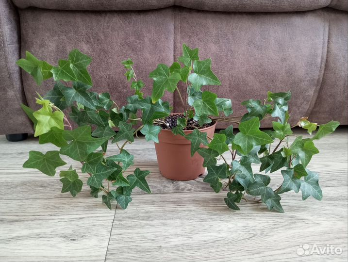 Плющ хедера