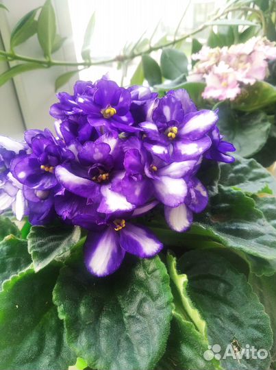 Фиалка комнатная