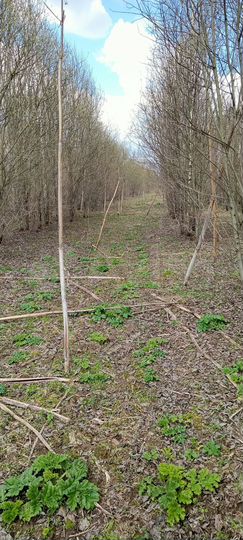 Участок 100 сот. (СНТ, ДНП)