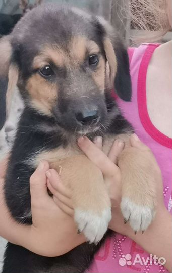 В добрые руки