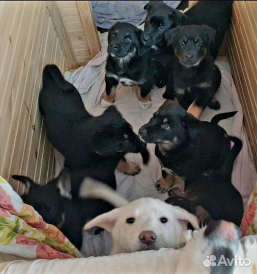 Собака в добрые руки отдам бесплатно