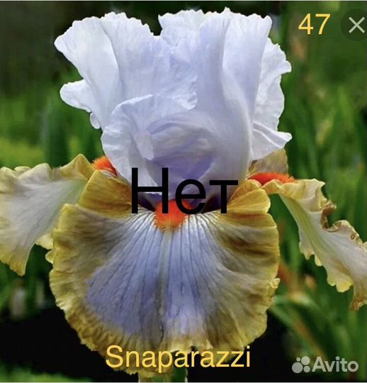 Ирисы сортовые бородатые высокие