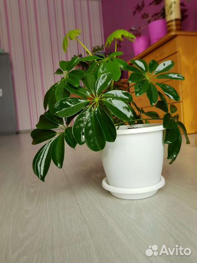 Шефлера