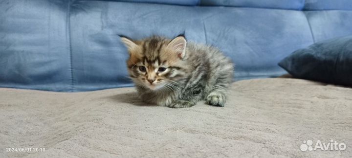Сибирские котята