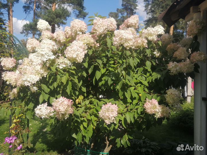 Гортензия на срез