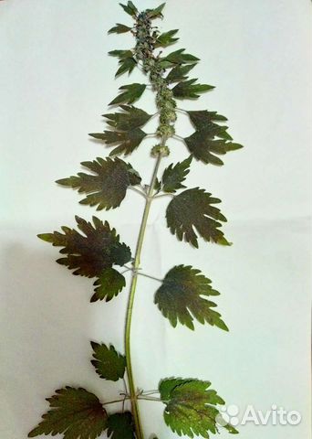 Гербарий любых растений