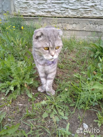 Кошка в добрые руки, шотландская,потеряшка