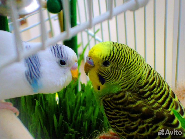 Передержка домашних питомцев