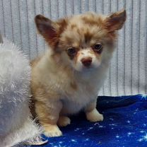 Merle chihuahua price best sale