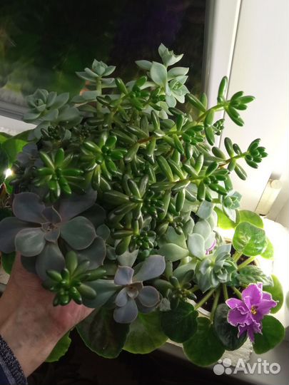 Композиция из суккулентов