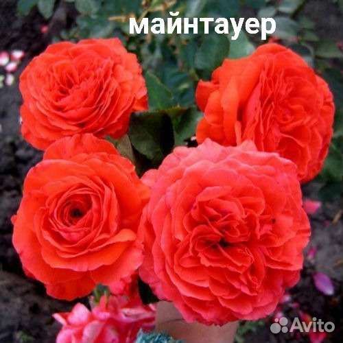 Розы саженцы