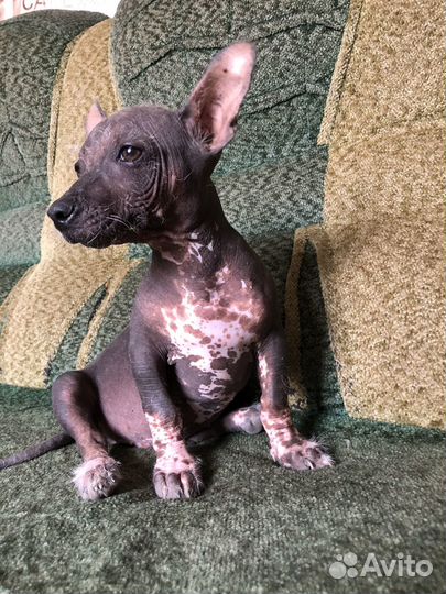 Китайская хохлатая