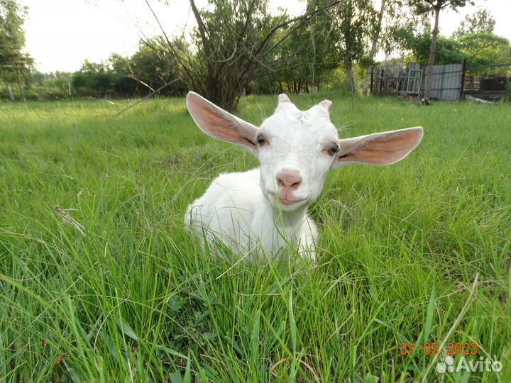 Козье молоко