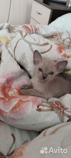 Котята сфинкс