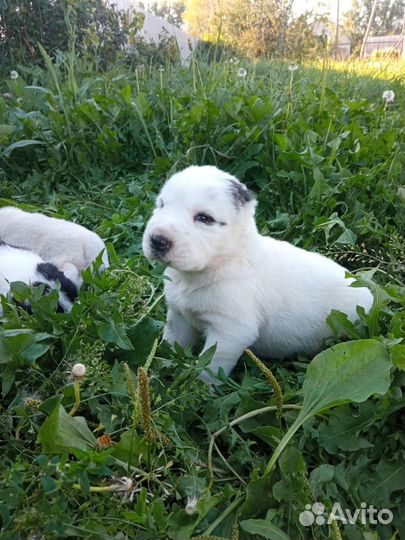 Продаются щенята алабая