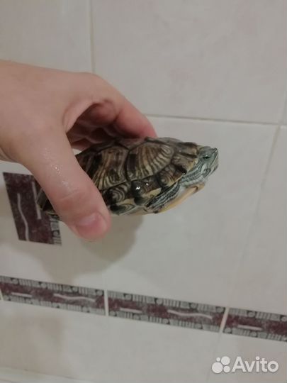 Аквариум с черепахой