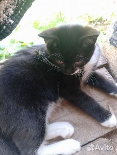 Отдам бесплатно