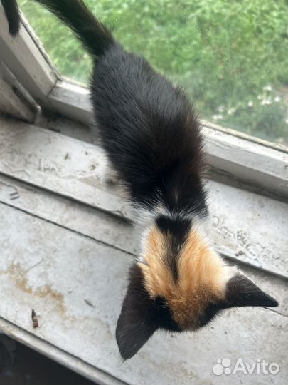 Котята в добрые руки даром бесплатно