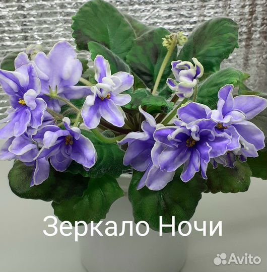 Цветущие фиалки