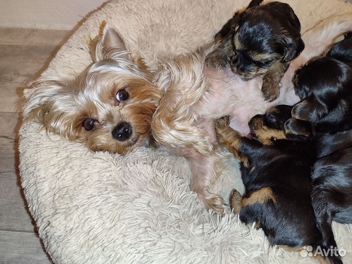 Йоркширский терьер