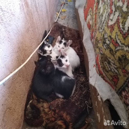 Котята