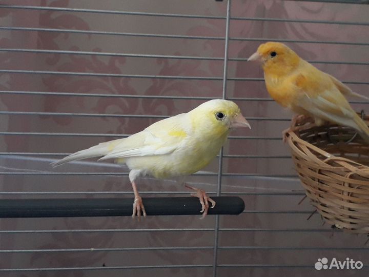 Кенар и канарейка